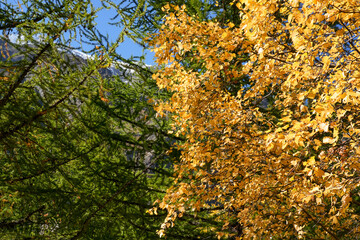 Vibrant autumn foliage featuring golden leaves against a backdrop of lush green trees, capturing the essence of seasonal change in a serene natural environment