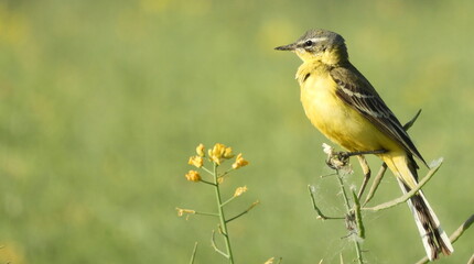 A yellow wagtail perches on a wildflower stem