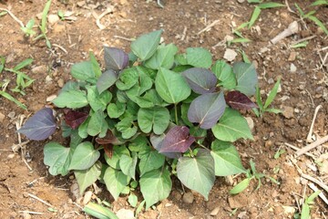 Ipomoea batatas, Goguma, Korean root vegetable rich in antioxidants for cancer prevention and vascular health