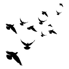 Set of Black Bird Silhouettes for Design