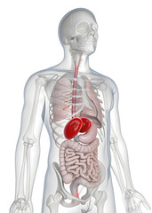 3D Male Anatomy Highlighting Spleen and Stomach Location in Torso Skeletal and Visceral Systems Advanced Anatomical Study Medical Visualization of Human Upper Abdomen and Internal Organs