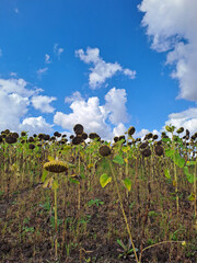 A field of ripe sunflowers against a blue sky in western Ukraine in summer. Taken with a phone camera