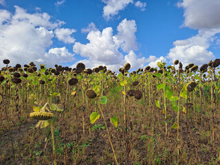 A field of ripe sunflowers against a blue sky in western Ukraine in summer. Taken with a phone camera