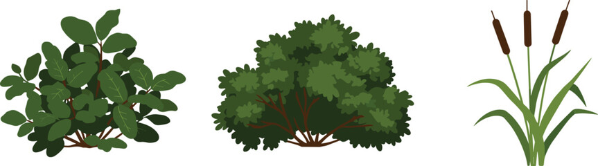 Botanical plants, green leaves, cattail illustration, shrub drawing, nature study, wetland flora, vector art, ecology, foliage, educational design