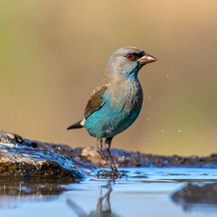 Bird bathing in shallow water