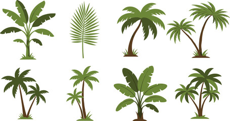 Tropical plants, palm trees, banana plants, green leaves, botanical illustration, exotic flora, nature design, landscape, vector art, garden elements © Hasib World
