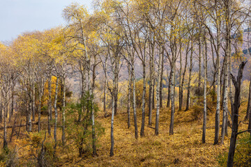 autumn in the forest