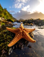 Starfish resting on rocks by a stream