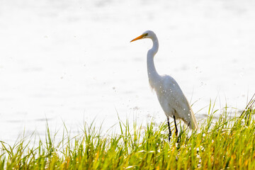 Great Egret Standing at Edge of Marsh