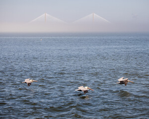 Obraz na płótnie Canvas Three pelicans in flight over the ocean in front of the Ravenal bridge in Charleston, South Carolina. 