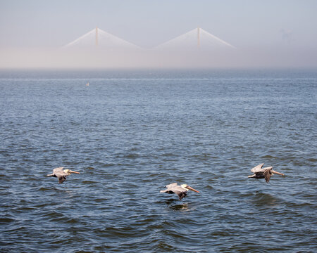 Fototapeta Three pelicans in flight over the ocean in front of the Ravenal bridge in Charleston, South Carolina. 