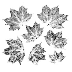 Isolated black stamps of maple leaves on white background. Leaf ink print. Set of plant imprint.