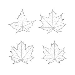 Set of black outline leaves of maple. Isolated black line leaves on white background.