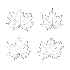 Set of black outline maple leaves. Isolated black line maple leaves on white background.