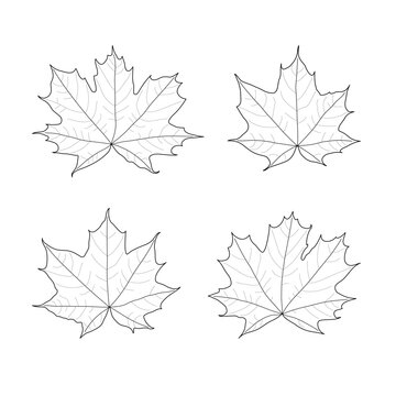 Set of black outline maple leaves. Isolated black line maple leaves on white background.