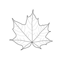 Black outline maple leaf. Isolated black line leaf of maple on white background