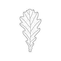 Black outline leaf of oak. Isolated black line leaf of oak on white background.