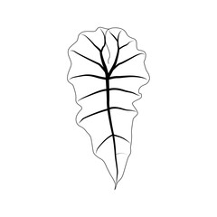 Black outline alocasia polly leaf. Isolated black line exotic leaf of alocasia poly on white background.