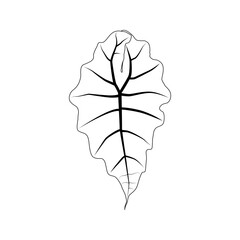 Black outline leaf of alocasia polly. Isolated black line exotic leaf of alocasia poly on white background