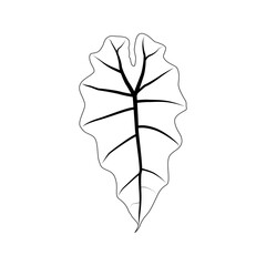 Black outline leaf of alocasia poly. Isolated black line exotic leaf of alocasia polly on white background.