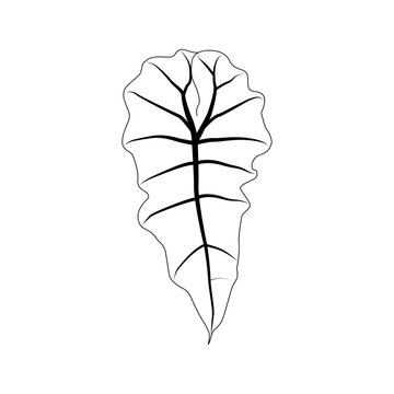 Black outline alocasia polly leaf. Isolated black line exotic leaf of alocasia poly on white background.