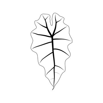 Black outline leaf of alocasia poly. Isolated black line exotic leaf of alocasia polly on white background.