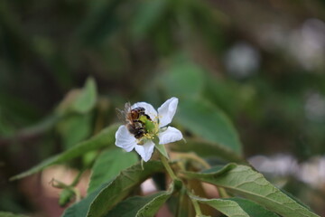 Bee with iron pollinating a small white flower