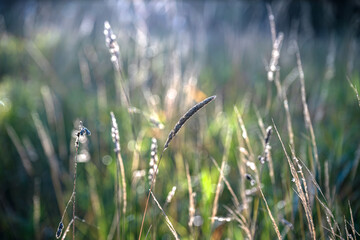 Morning grass in Nordic autumn light