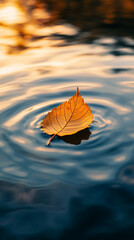 Autumn leaf floating on water surface at sunset  