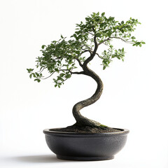 Bonsai tree with twisted trunk in decorative pot on white background  