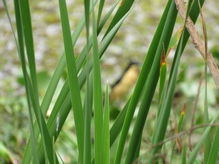 Grass background in beautiful shades of green