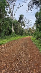 Jungle roads and forests in the Amazon jungle of Argentina
