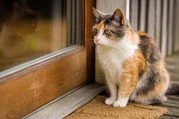 Isolated Calico Feline Gazing Longingly Through Porch Window, Yearning for Owners on Cozy Hardwood Floor