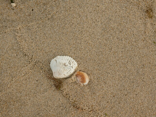 Shells in sand on a Cape Code Massachusetts beach
