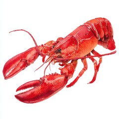 Watercolor Lobster Art. Red Crayfish Isolated on Bright White Background