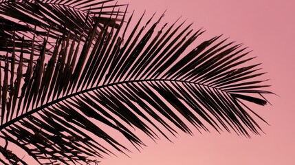 Obraz premium Palm Frond Shadow: Close-Up Silhouette Against Soft Pink Evening Sky in Wailea, Maui