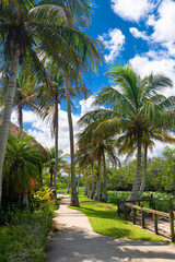 Obraz premium Tropical palm-lined path under a bright blue sky. Coconut trees sway gently in the Florida sunshine.