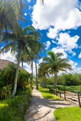 Fototapeta premium Vacation trail through lush greenery and exotic palms. Ideal tropical paradise scene for travel concepts.