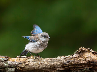 Close up of very young baby Bluebird standing on a branch with wings spread out and about to fly, with soft background of green foliage and shadows, highlighting it's blue, gray, and white coloring.
