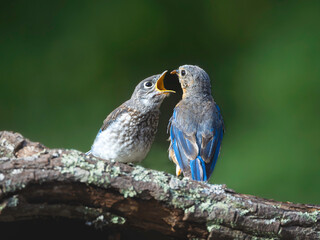 Mother bluebird feeding her juvenile,  while both are perched on a branch, the baby bluebird has its mouth wide open,  the mother ready to feed it a worm, against a soft green background of foliage.