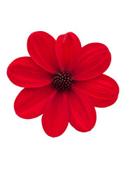 Iconic Red Dahlia Cutout: Single-bloom dahlia with black center, perfectly isolated, high-impact asset for modern branding and art.

