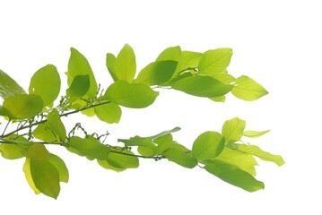 A tropical tree with leaves branches on white isolated background for green foliage backdrop 