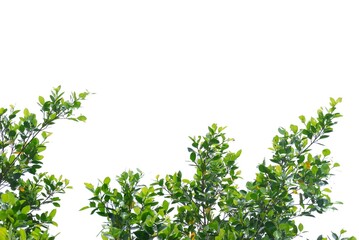 A tropical tree with leaves branches on white isolated background for green foliage backdrop 