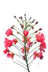 A bunch of red peacock flower blossom with branches in white isolated background 