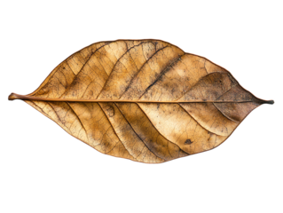 Detailed macro photograph of a single dried brown leaf isolated on transparent background