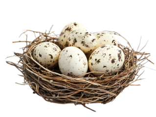 Small speckled bird eggs nestled in a natural twig nest isolated on transparent background