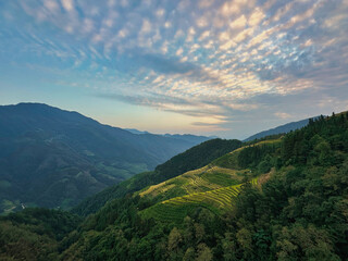  Scenic view of Longji Rice Terraces in Guangxi, China, with golden fields and morning mist enveloping distant hills
