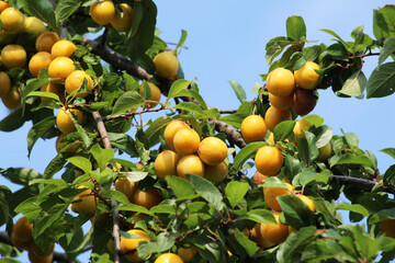 On the branch ripen fruits of cherry plums (Prunus cerasifera).