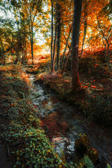 Vertical wide-angle low-key shot of an autumn forest with golden foliage, tall trees casting dramatic shadows, and a narrow stream flowing between mossy stones and lush vegetation