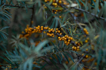 Macro Branch